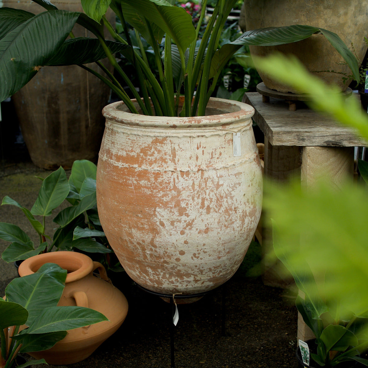 Ancient Turkish terracotta pot with a distressed white limewash finish, 56 cm wide and 72 cm high.