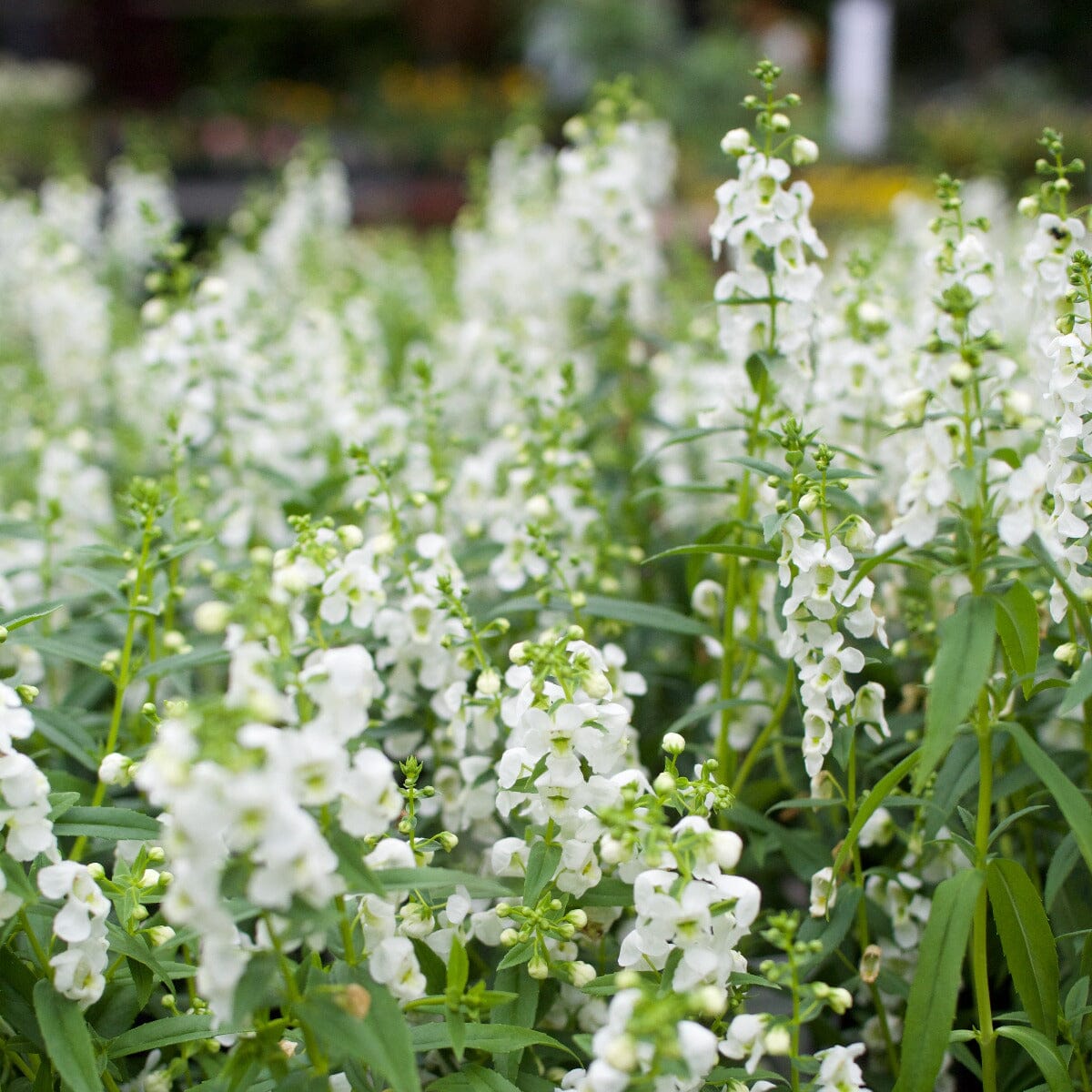 Angelonia Brookfield Gardens 