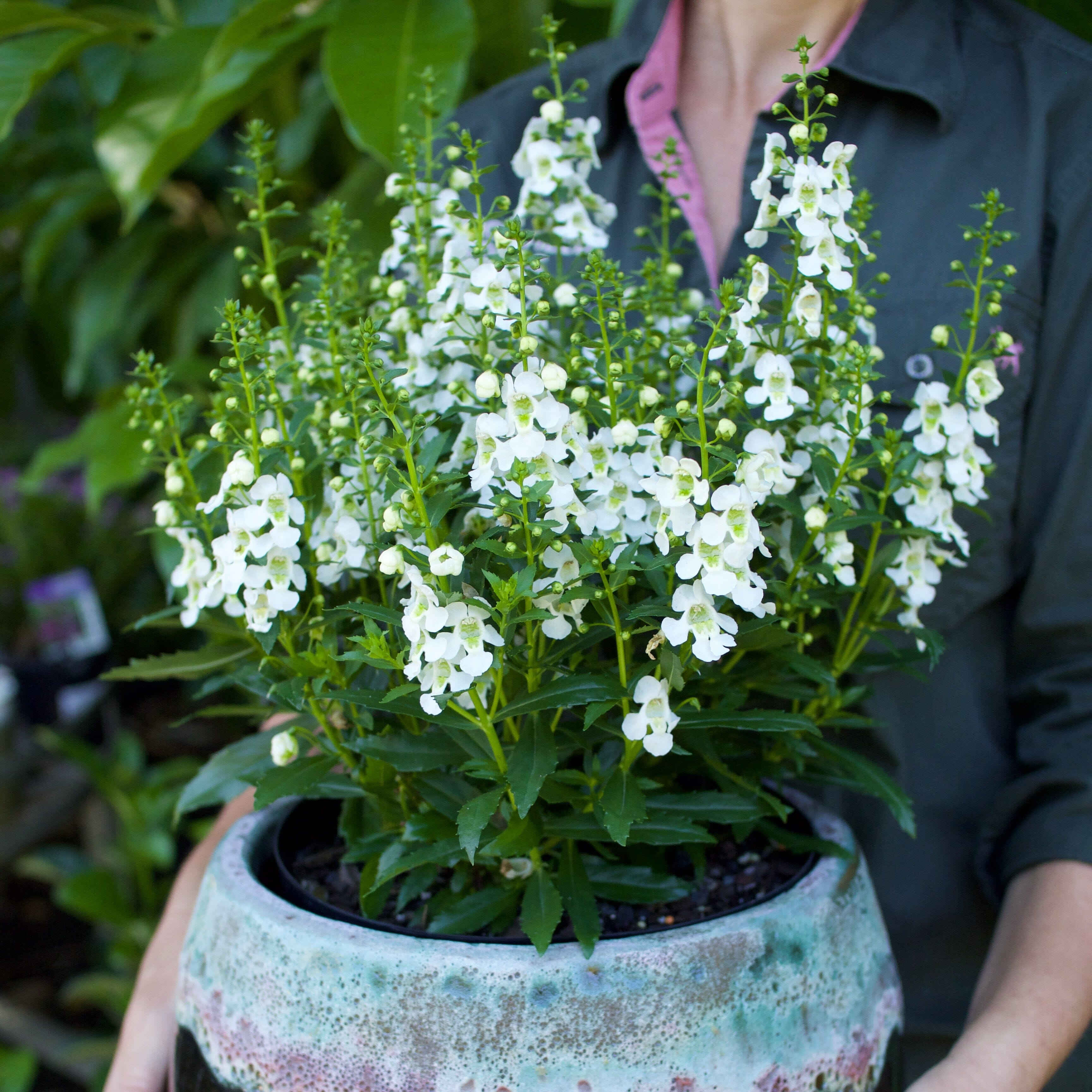 Angelonia Brookfield Gardens 