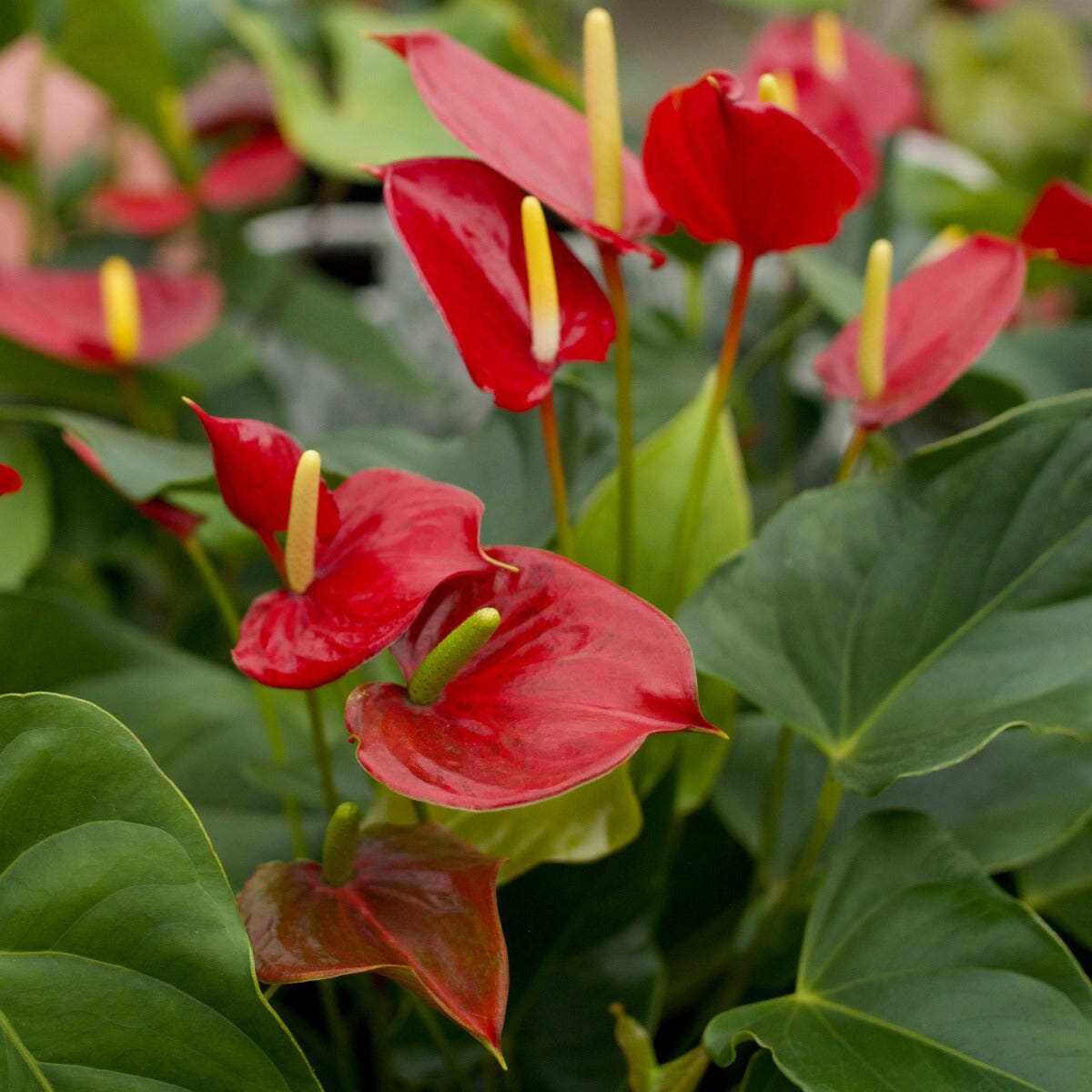 Anthurium Brookfield Gardens 