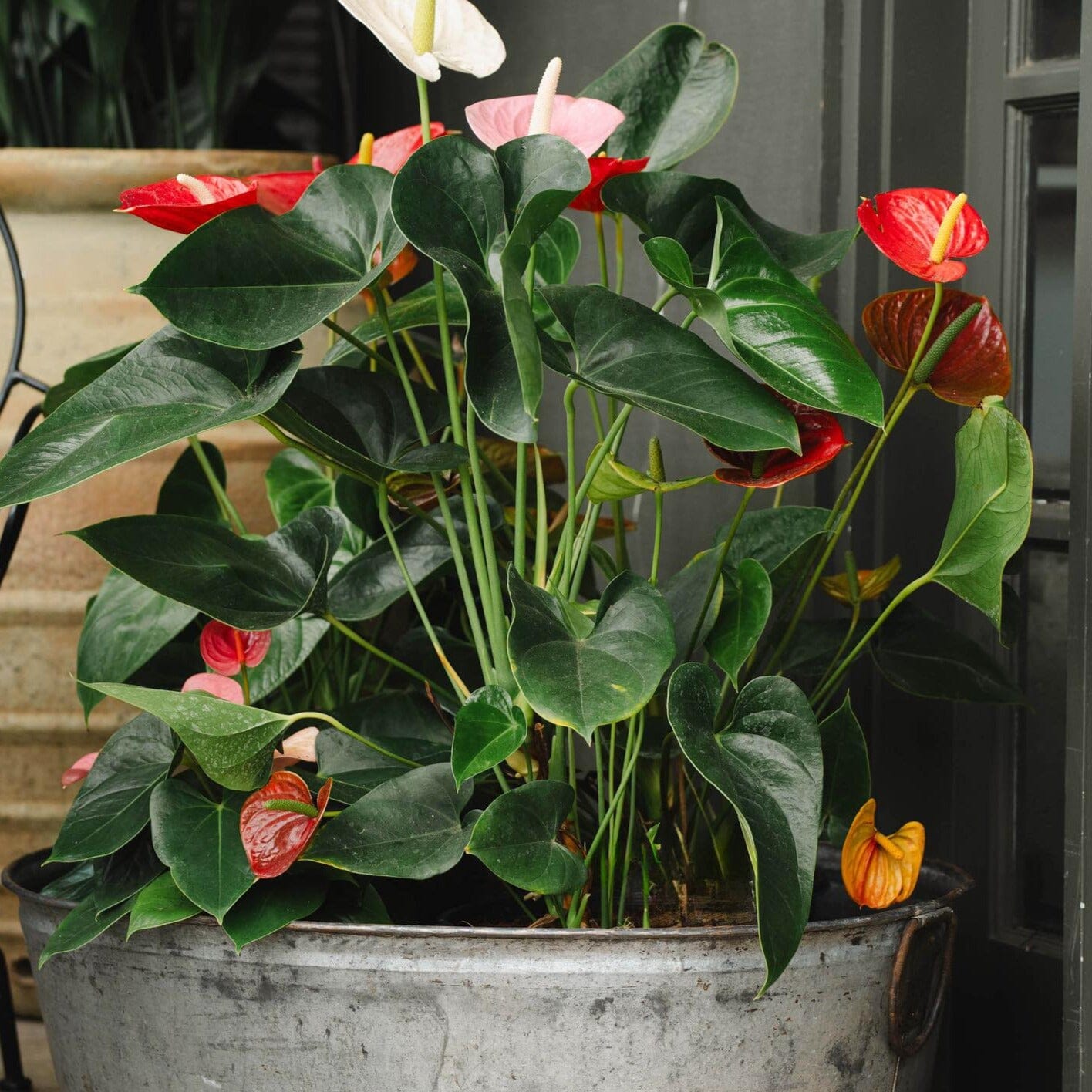 Anthurium Brookfield Gardens 