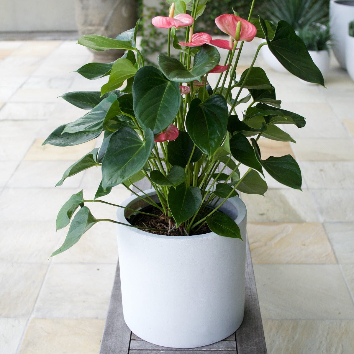 Anthurium Brookfield Gardens 