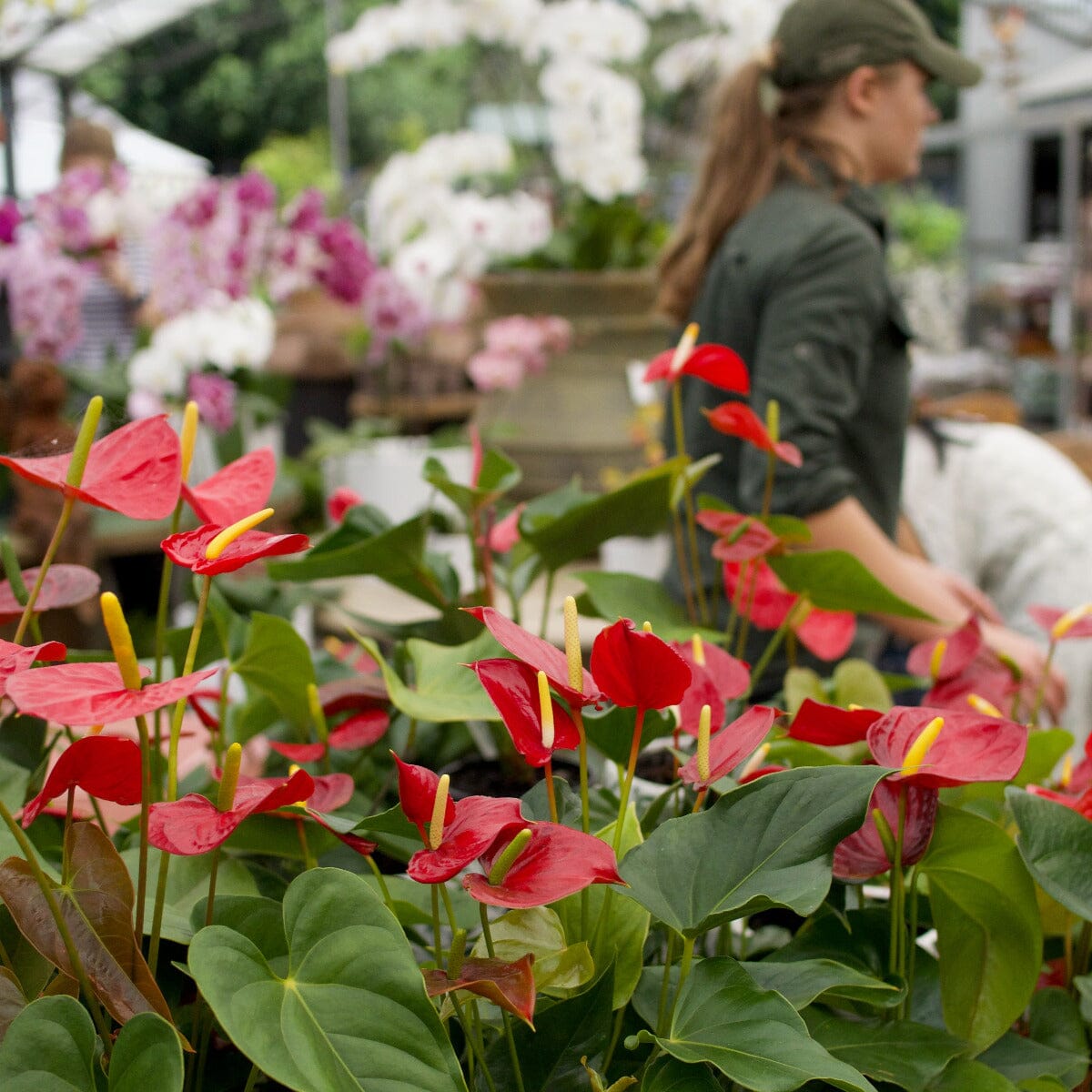 Anthurium Brookfield Gardens 