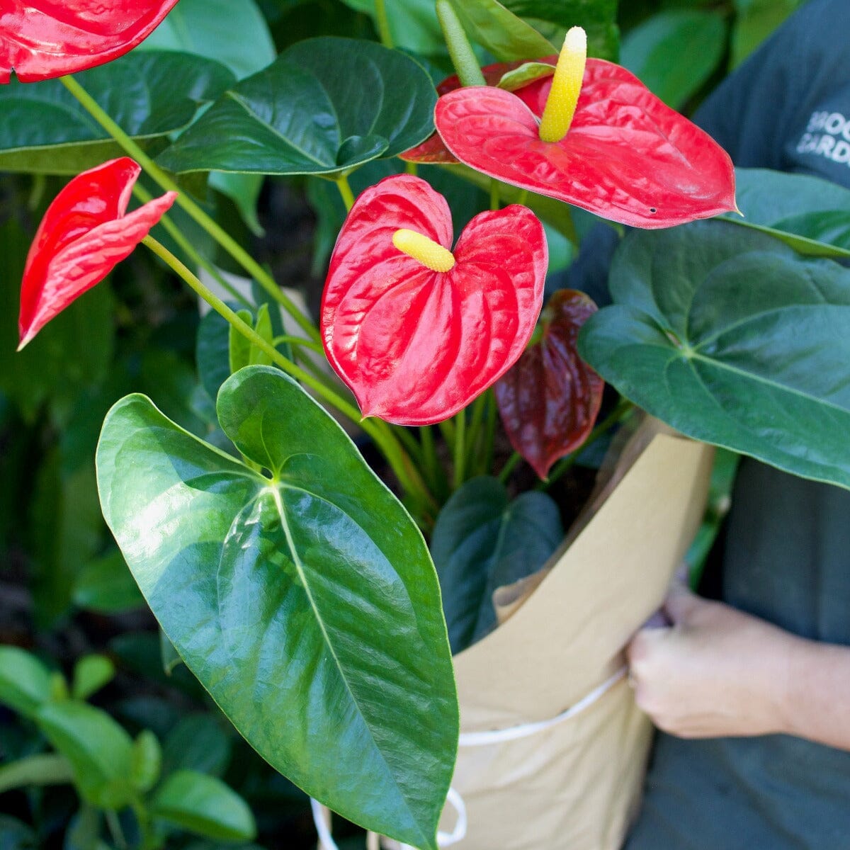 Anthurium Brookfield Gardens 