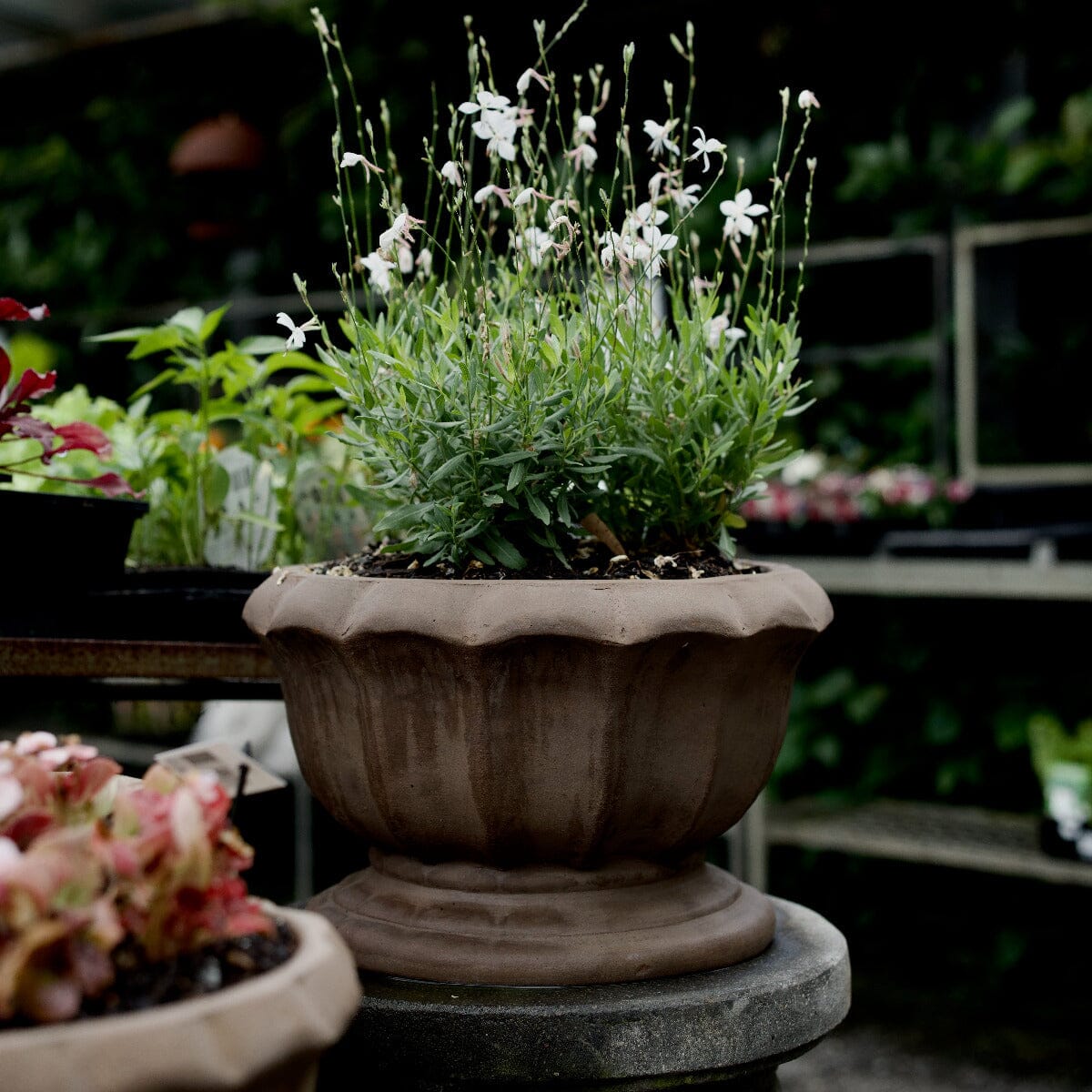 Antique Terra Montmarte Bowl Pots - Antique Terra Brookfield Gardens 