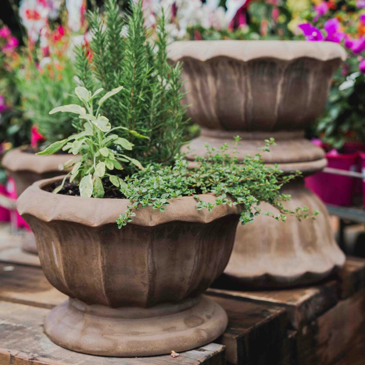 Antique Terra Montmarte Bowl Pots - Antique Terra Brookfield Gardens 