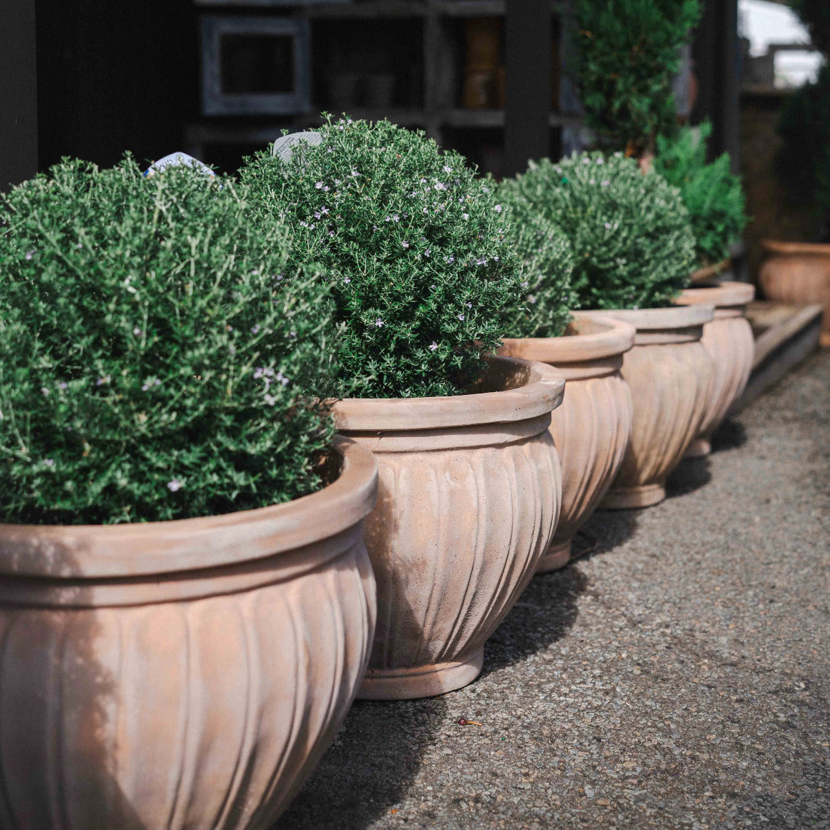 Row of potted plants in terracotta pots on a pavement