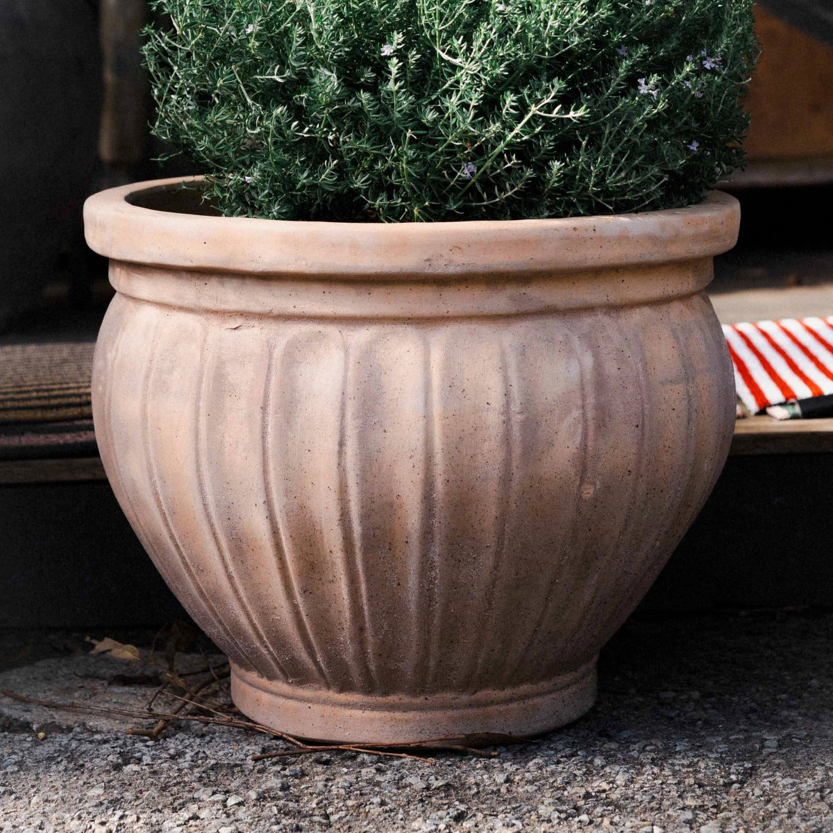 Terracotta pot with a plant on a stone surface