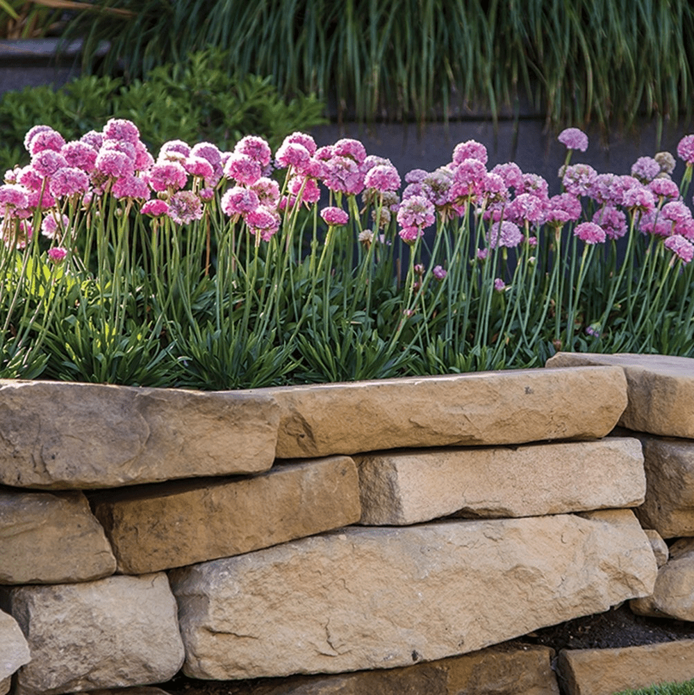 Armeria Brookfield Gardens 