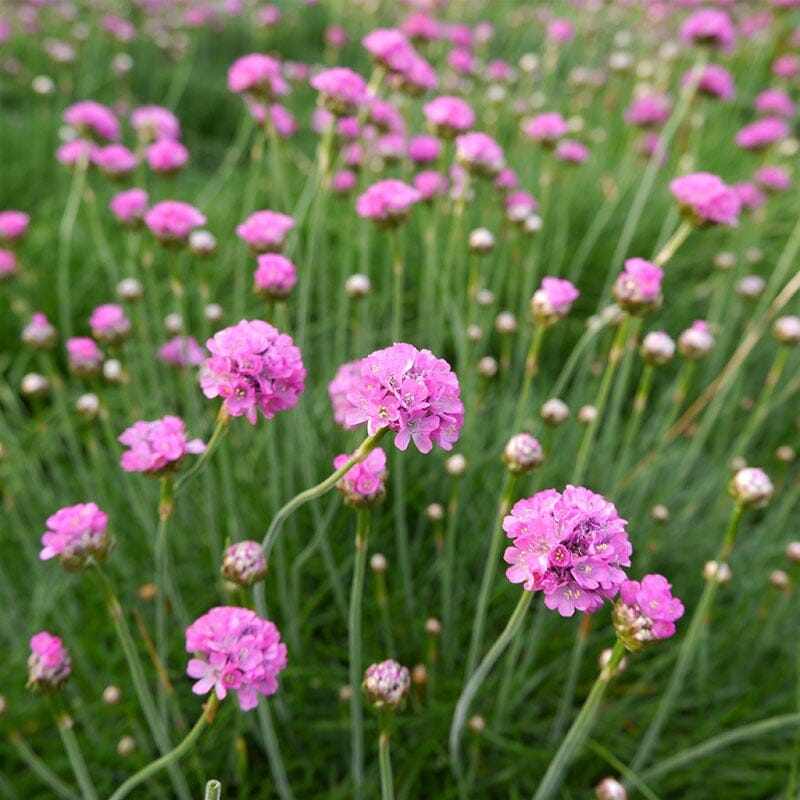 Armeria Brookfield Gardens 