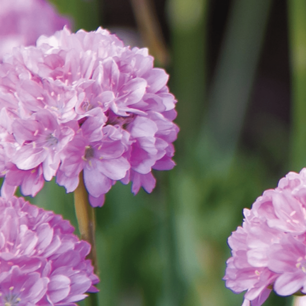 Armeria Brookfield Gardens 