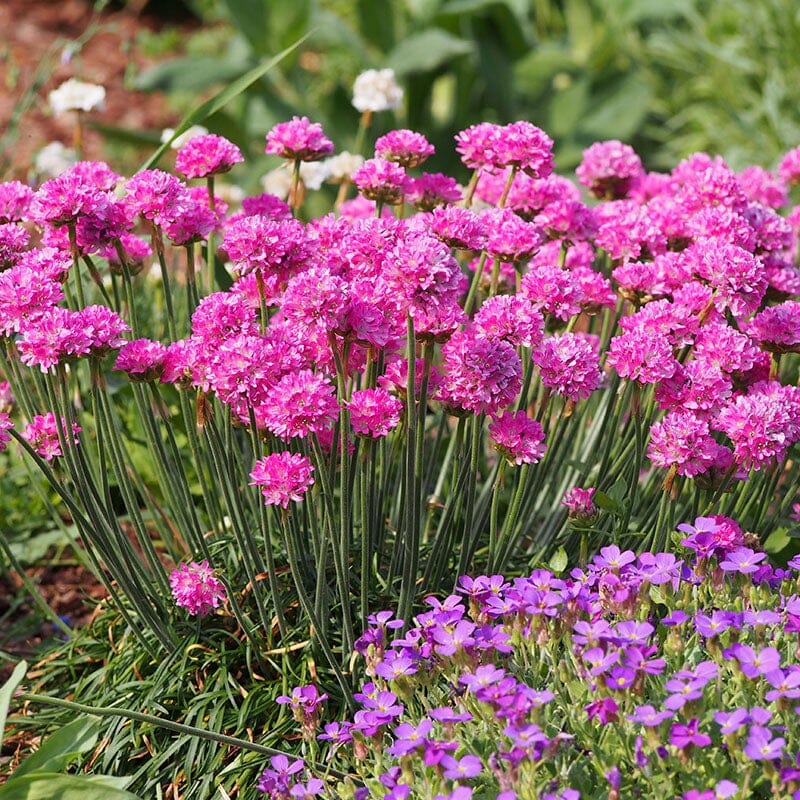 Armeria Brookfield Gardens 