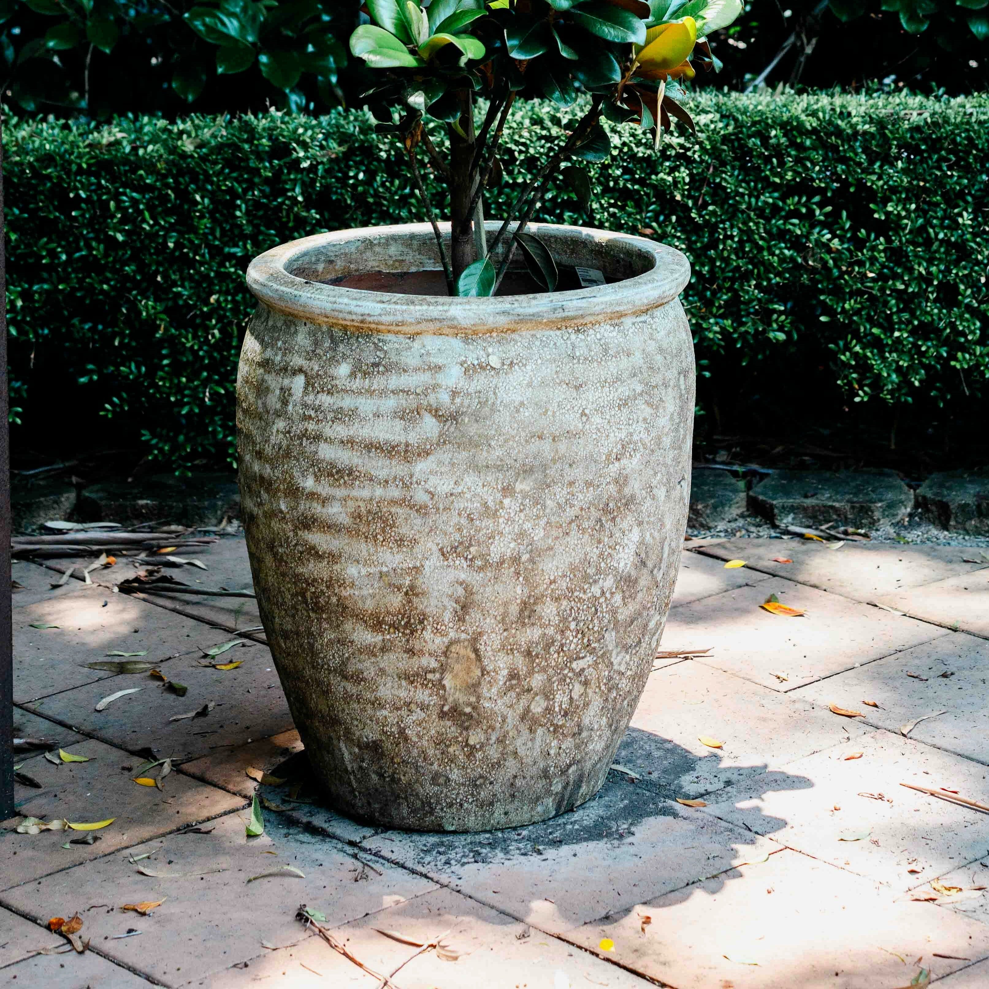 Atlantis Olive Jar Pots - Atlantis Brookfield Gardens 