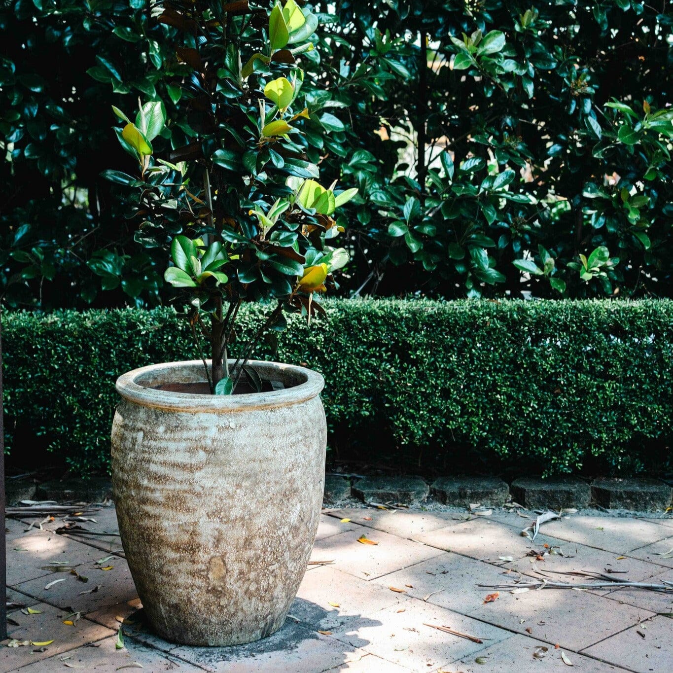 Atlantis Olive Jar Pots - Atlantis Brookfield Gardens 