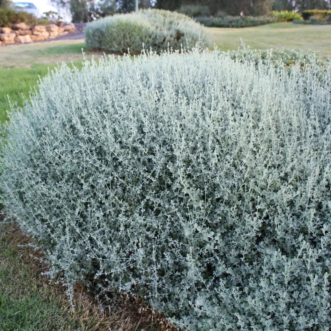 Atriplex nummularia, Saltbush Brookfield Gardens 