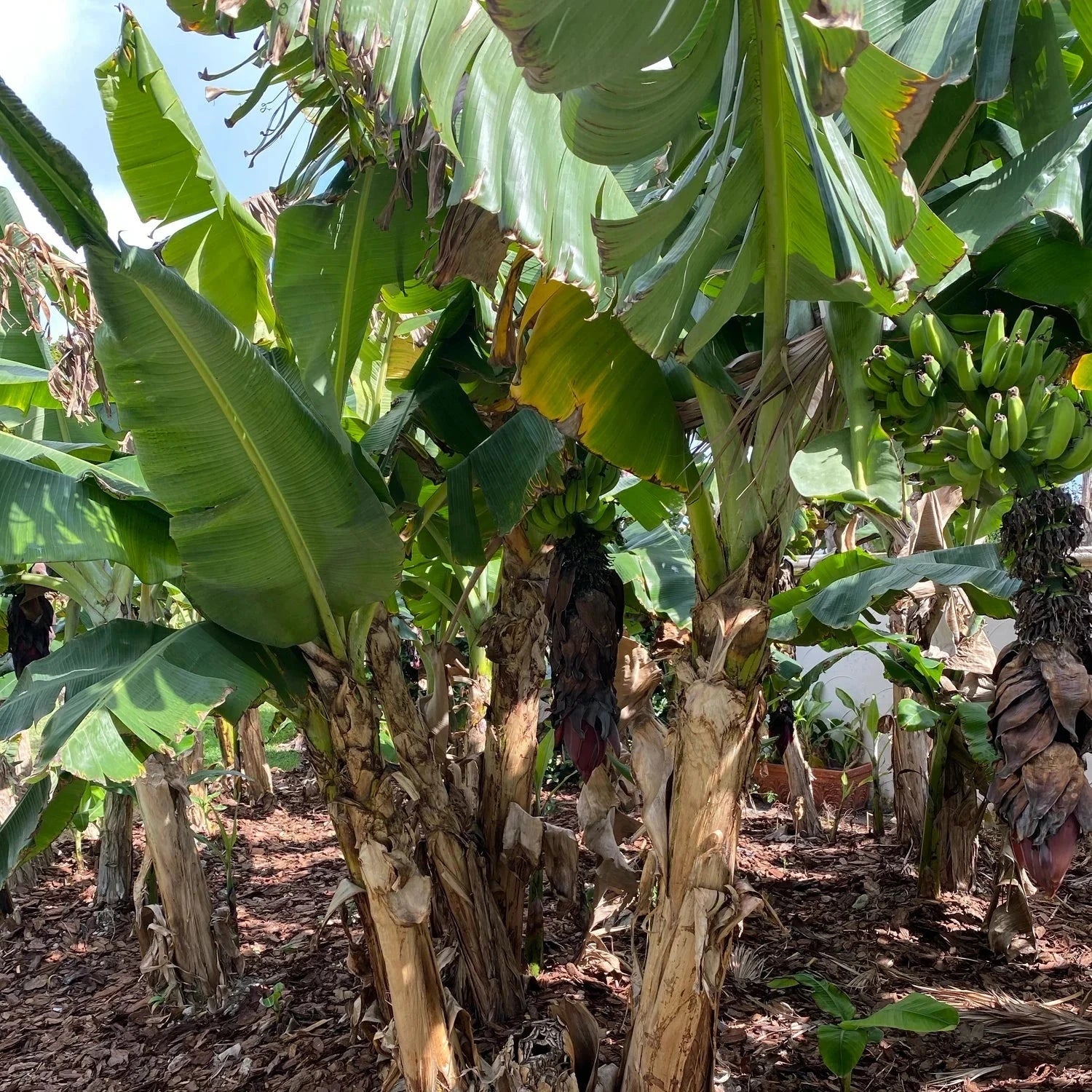 Banana Cavendish Fruit Trees Brookfield Gardens 