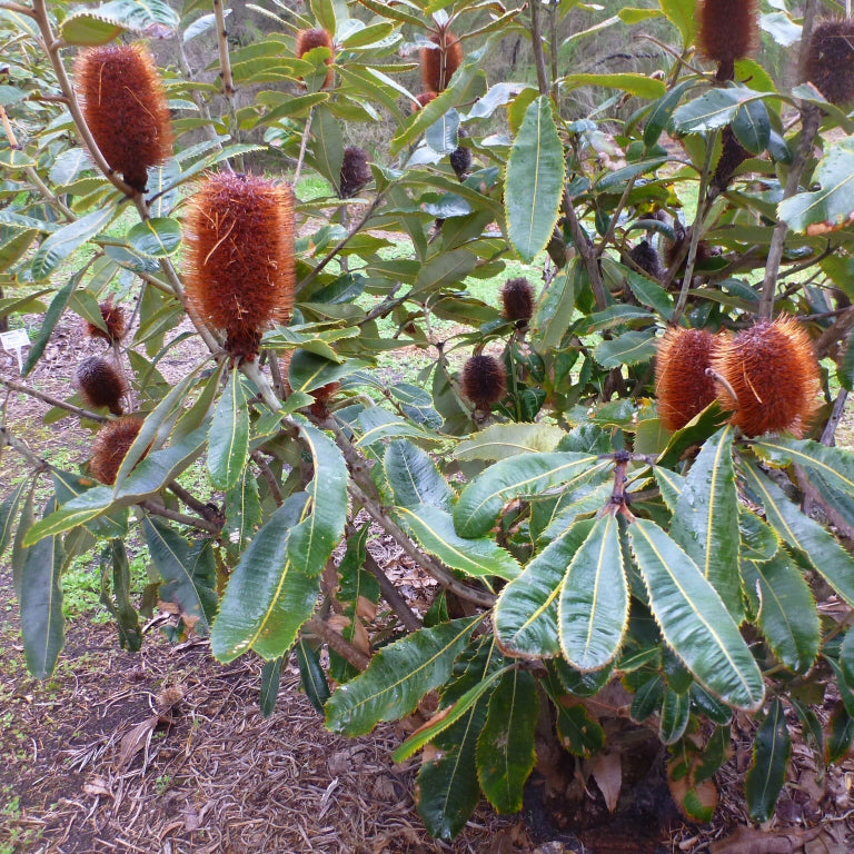 Banksia robur, Swamp banksia