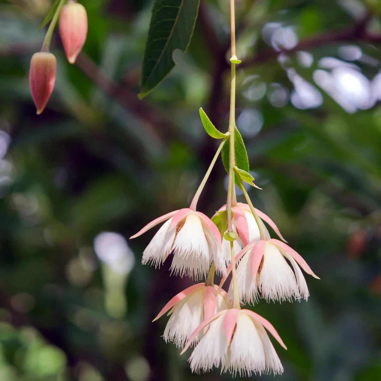 Blueberry Ash, Elaeocarpus reticulatus