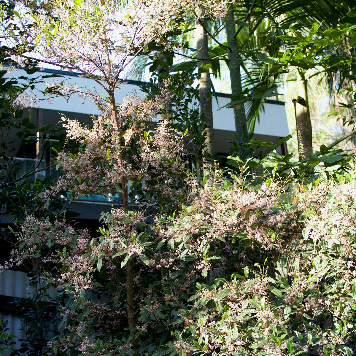 Blueberry Ash, Elaeocarpus reticulatus