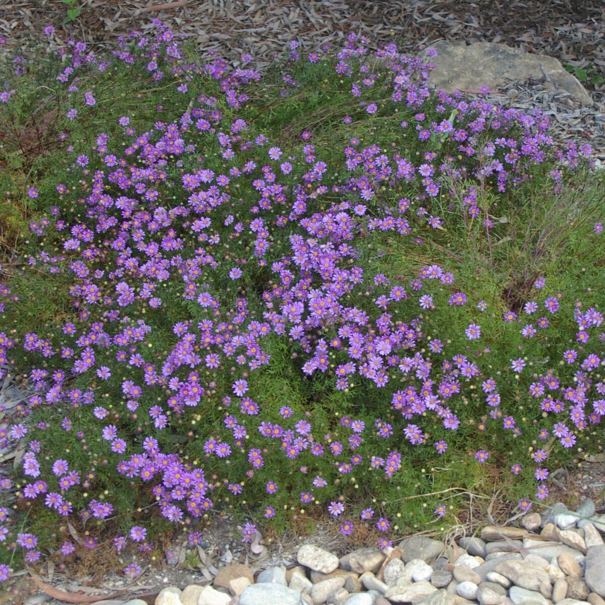 Brachyscome Natives incl trees Brookfield Gardens 