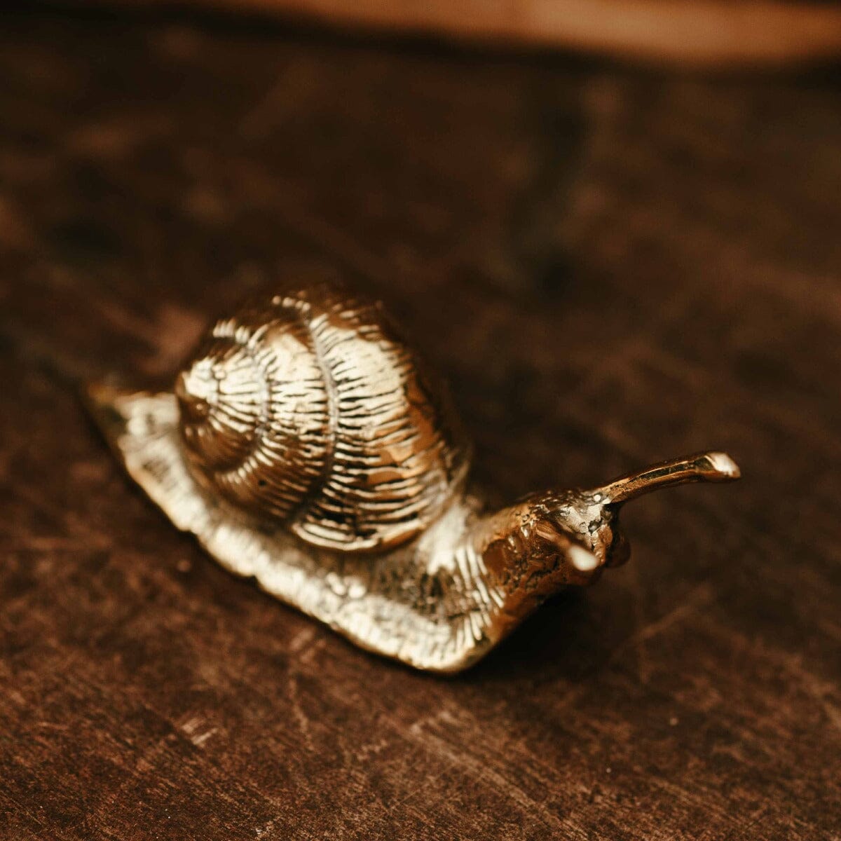 Brass Snail Mini Gift - Ornaments Brookfield Gardens 