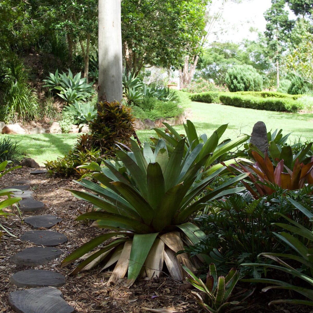 Bromeliad alcantarea, Silver Plum Brookfield Gardens 