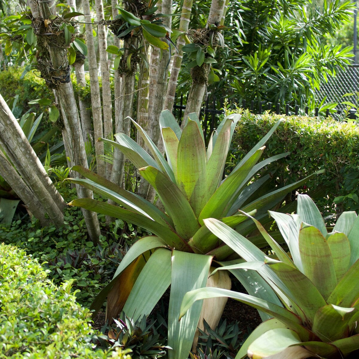 Bromeliad alcantarea, Silver Plum Brookfield Gardens 