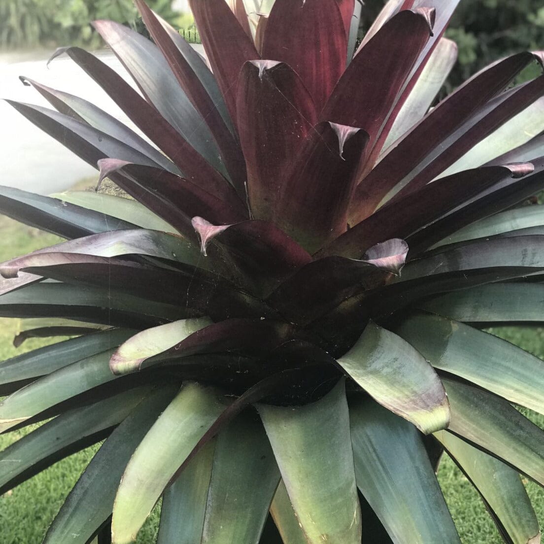 Bromeliad alcantarea, Silver Plum Brookfield Gardens 