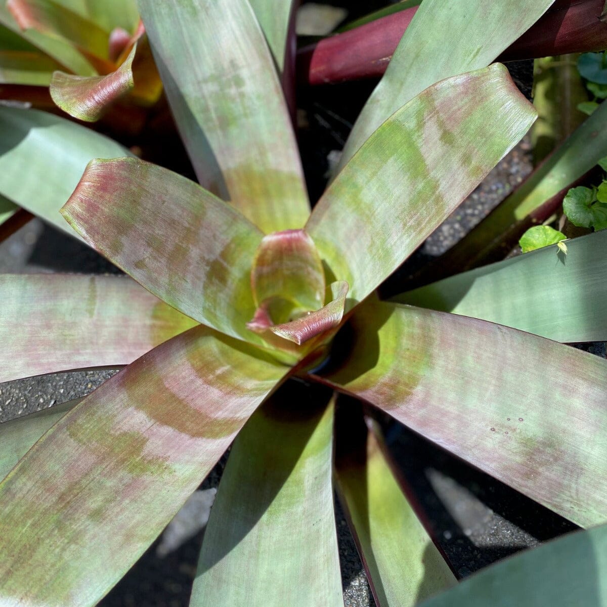 Bromeliad alcantarea, Silver Plum Brookfield Gardens 