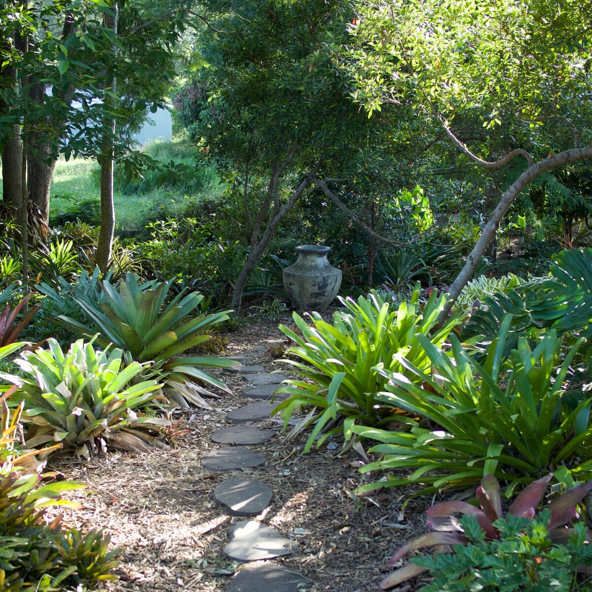 Bromeliad alcantarea, Silver Plum Brookfield Gardens 