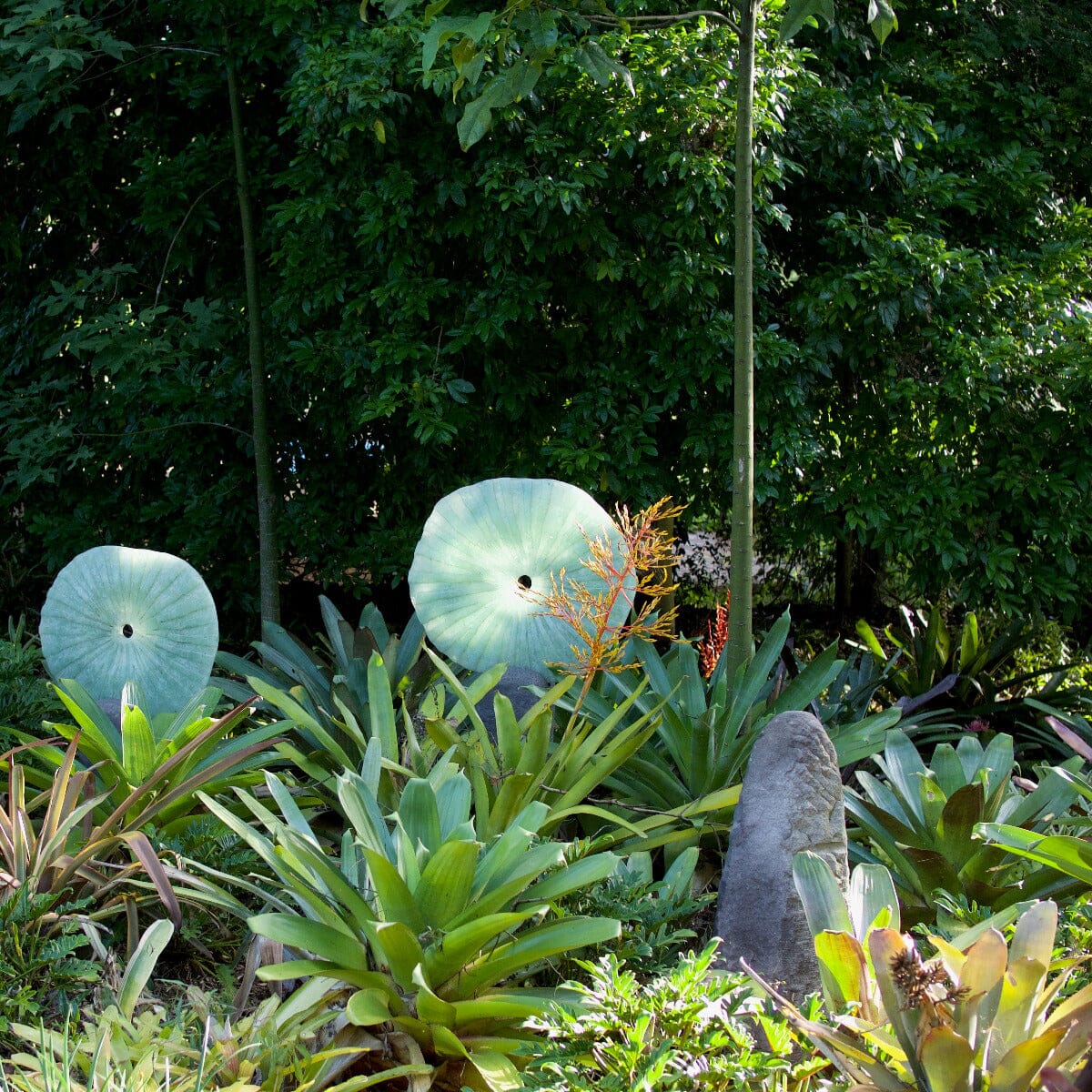 Bromeliad alcantarea, Silver Plum Brookfield Gardens 