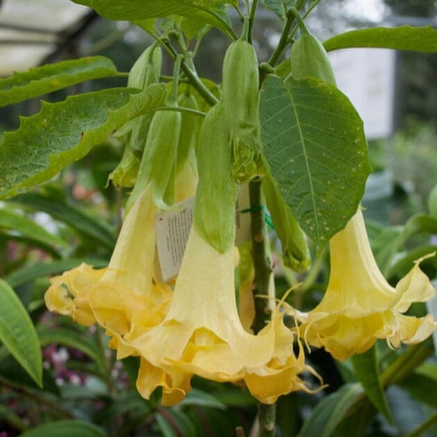 Brugmansia 'Angel Trumpet' Brookfield Gardens 