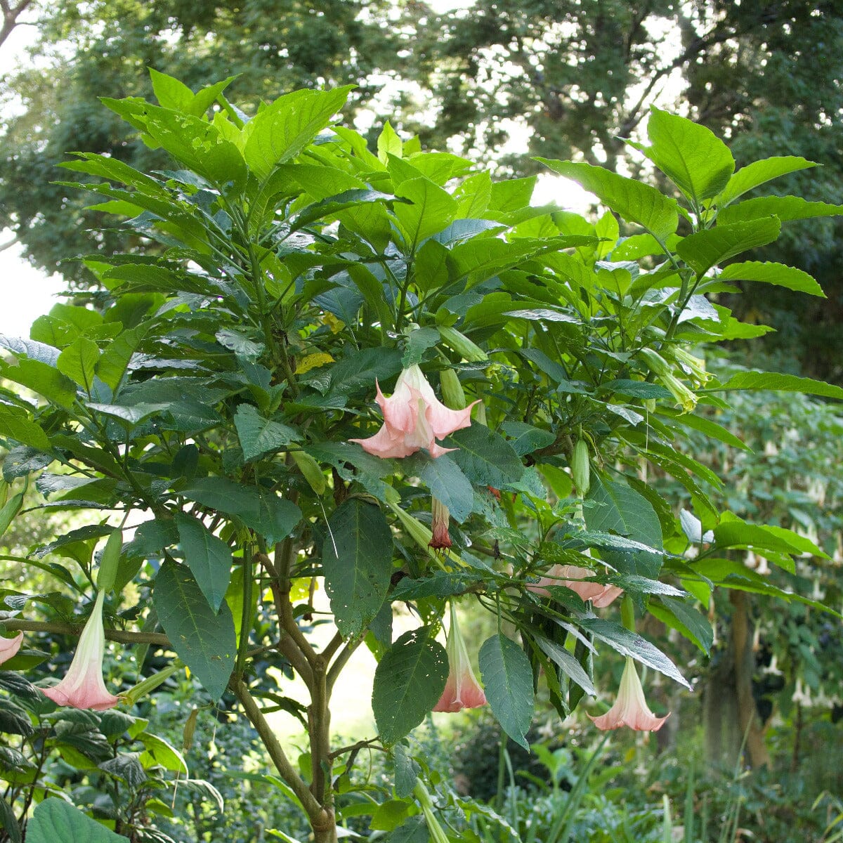 Brugmansia 'Angel Trumpet' Brookfield Gardens 