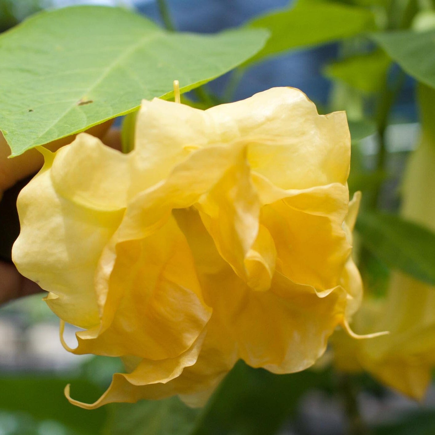 Brugmansia 'Angel Trumpet' Brookfield Gardens 