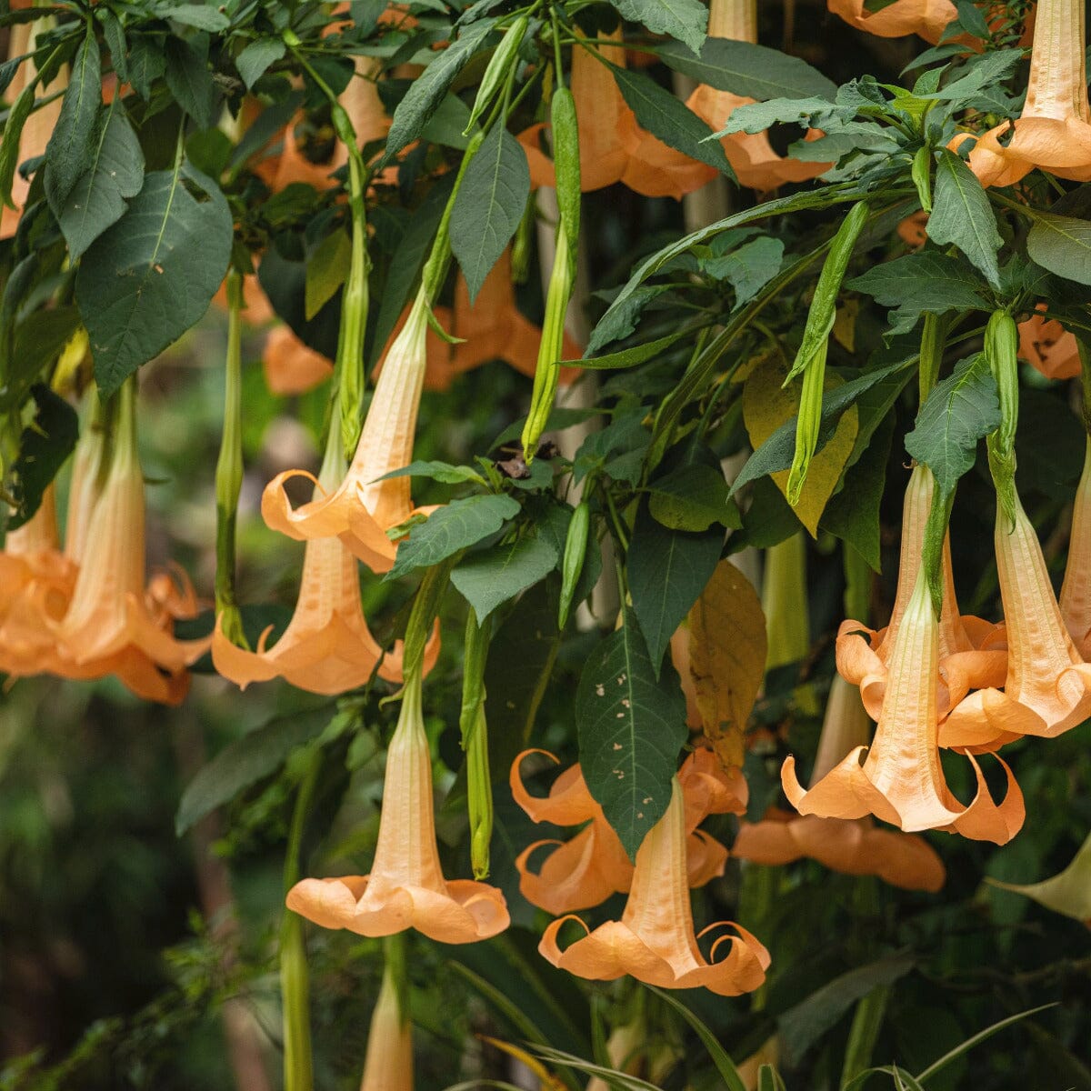 Brugmansia 'Angel Trumpet' Brookfield Gardens 