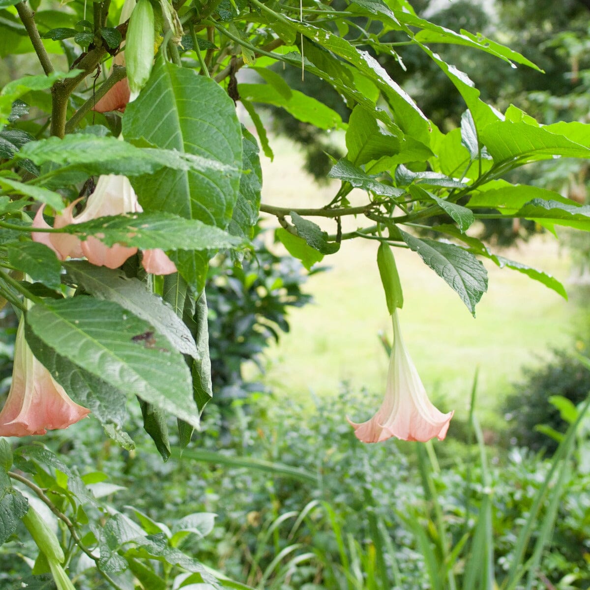 Brugmansia 'Angel Trumpet' Brookfield Gardens 