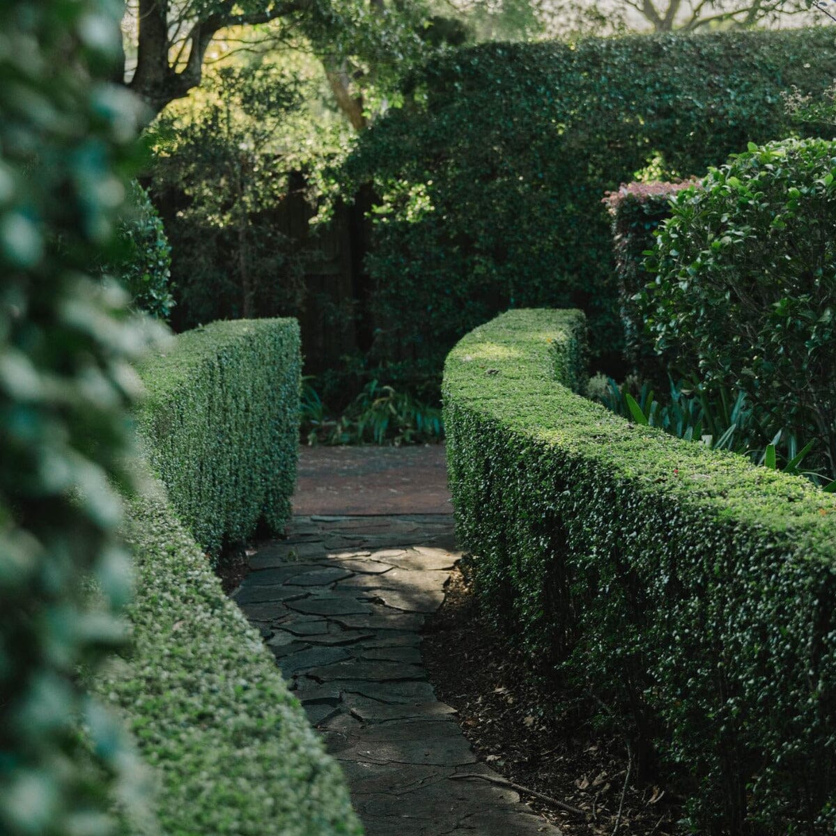 Buxus microphylla japonica 'Japanese Box' Brookfield Gardens 