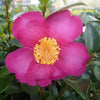 Camellia hiemalis Hiryu Acidic Plants Garden Club 