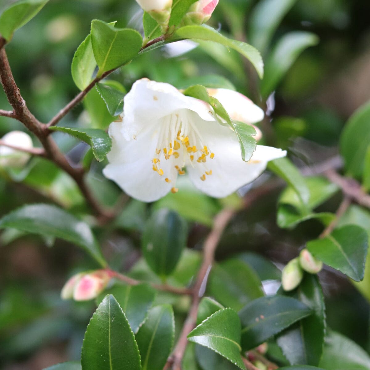 Camellia lutchuensis Acidic Plants Garden Club 