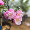 Camellia S. Par. Sakaya Acidic Plants Garden Club 