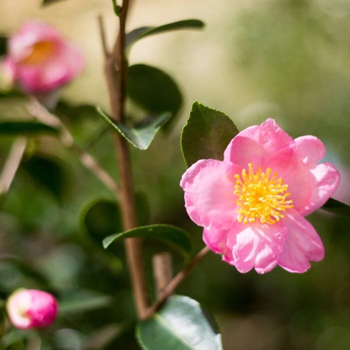 Camellia sasanqua Plantation Pink Acidic Plants Garden Club 