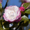 Camellia sasanqua Pure Silk Acidic Plants Garden Club 