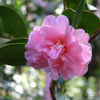 Camellia sasanqua Showa no Sakae Acidic Plants Garden Club 