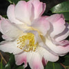 Camellia sasanqua Star Above Star Acidic Plants Garden Club 