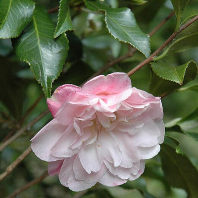 Camellia sasanqua Star Above Star Acidic Plants Garden Club