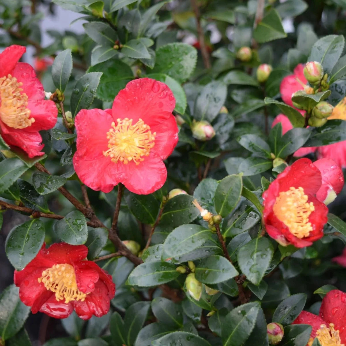 Camellia sasanqua 'Yuletide' Acidic Plants Garden Club 