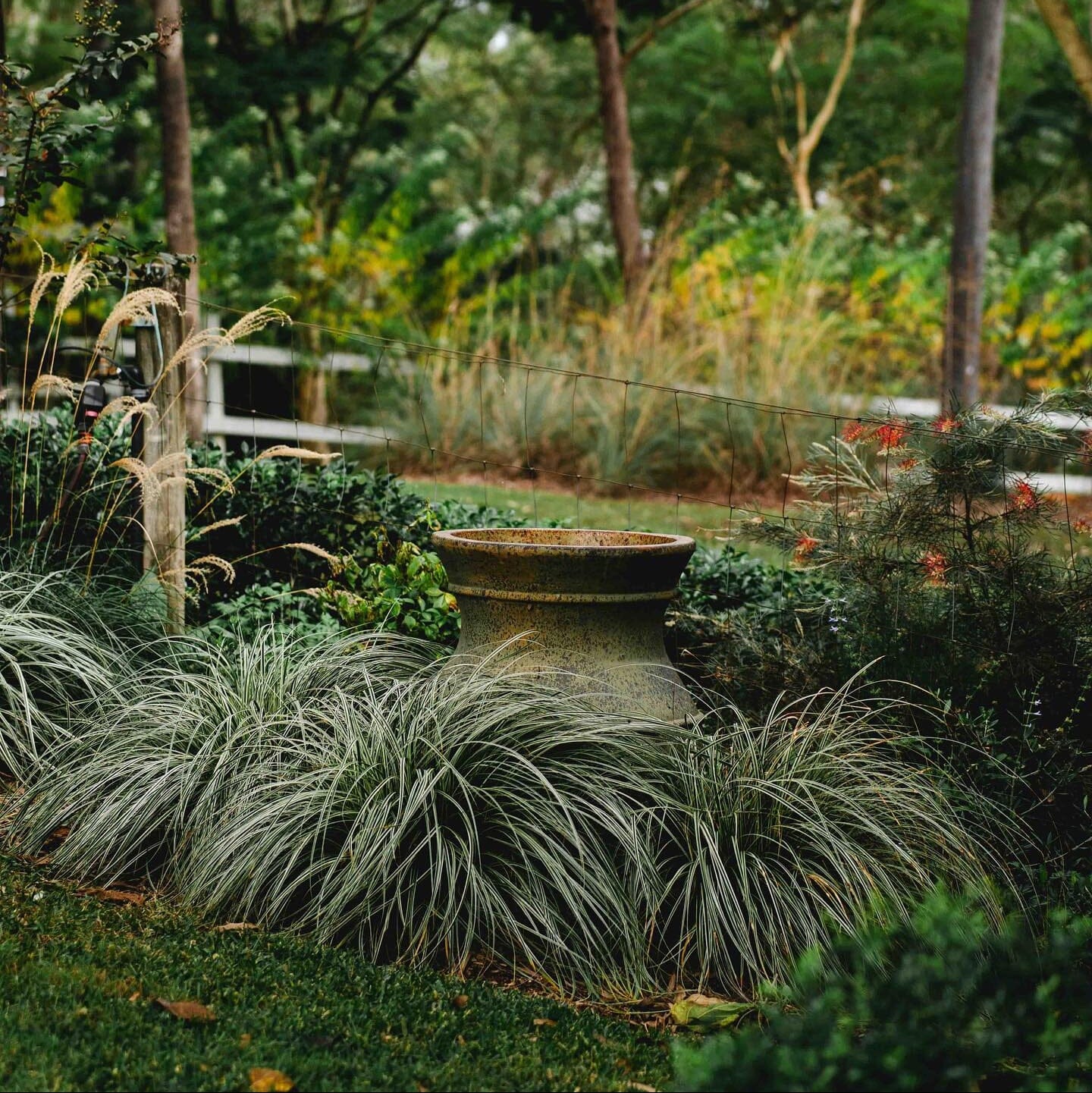 Carex Feather Falls Grasses Brookfield Gardens 