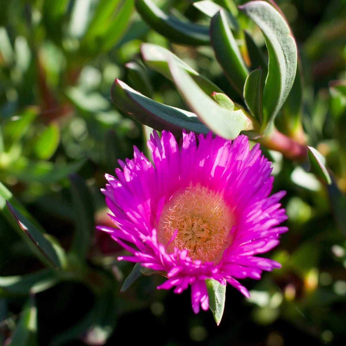 Carpobrotus rossii, Pig Face Brookfield Gardens 