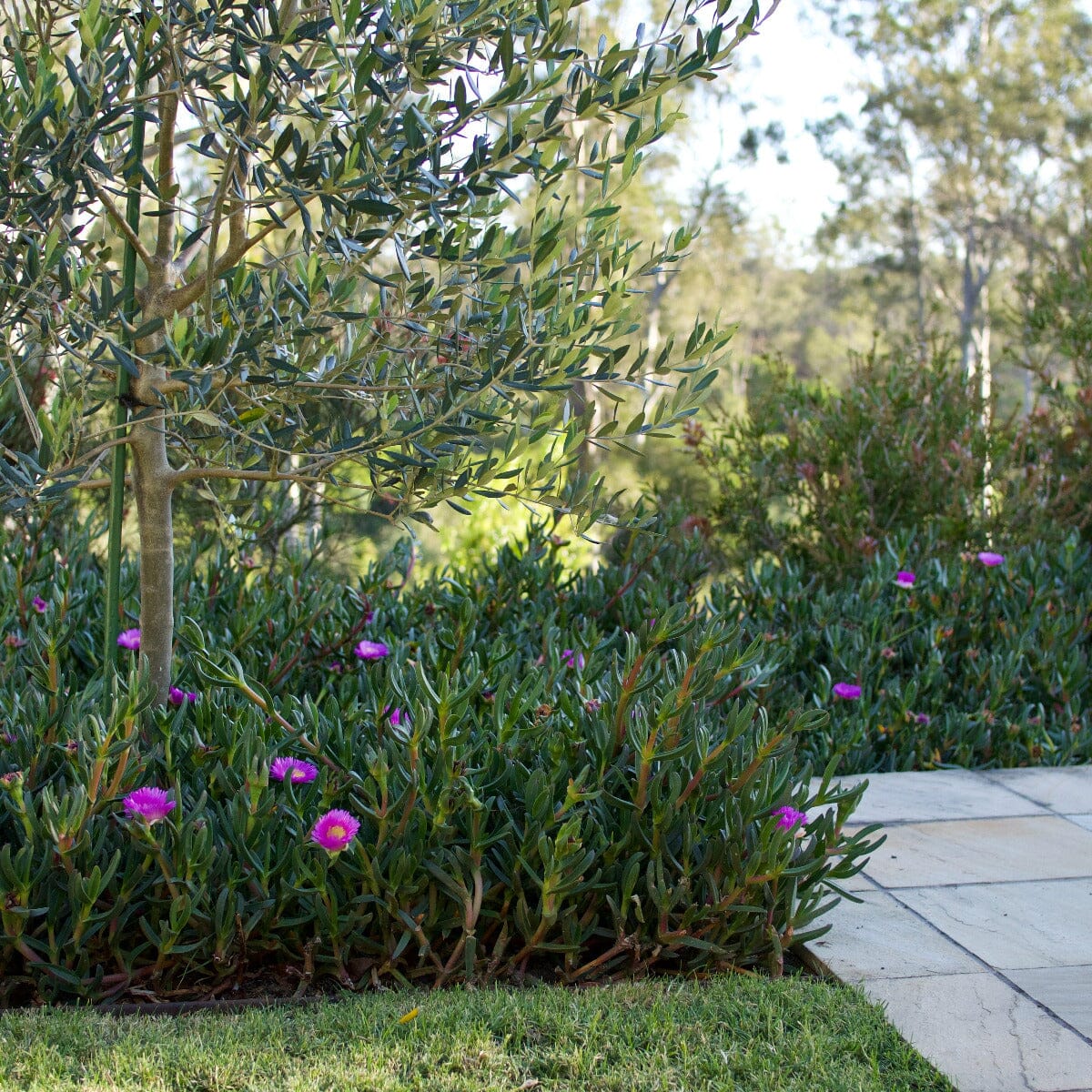 Carpobrotus rossii, Pig Face Brookfield Gardens 