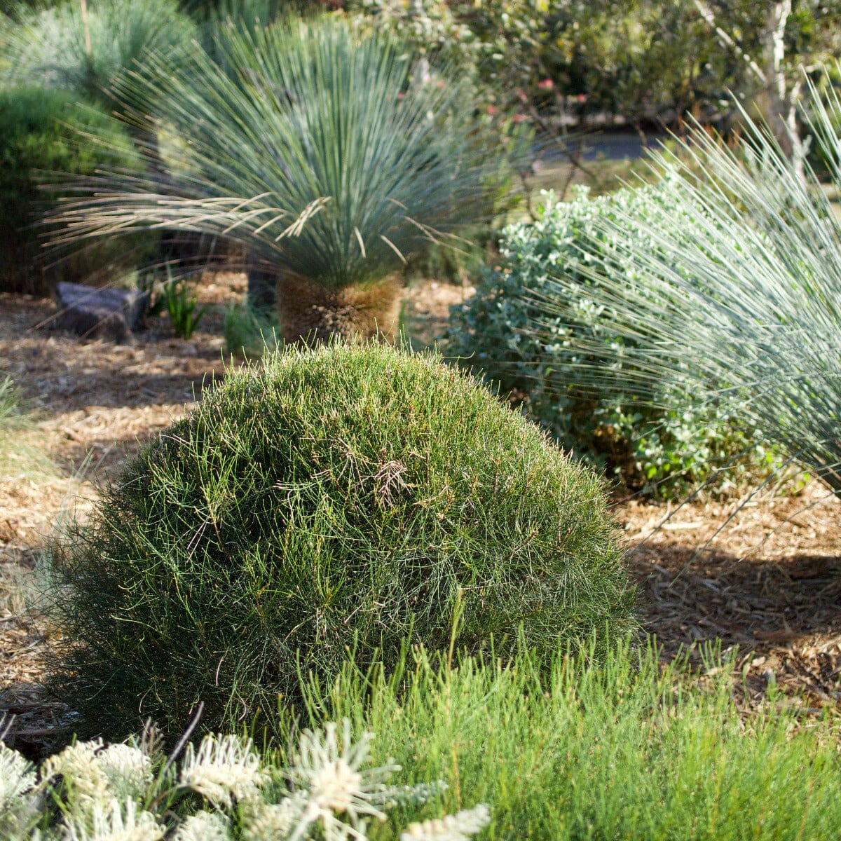 Casuarina 'Green Wave' Brookfield Gardens 